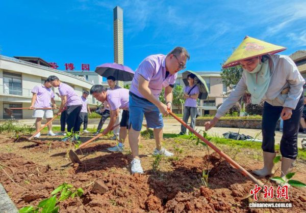 港澳大学生海南白沙植茶树：种下“常回归望望”的念念念
